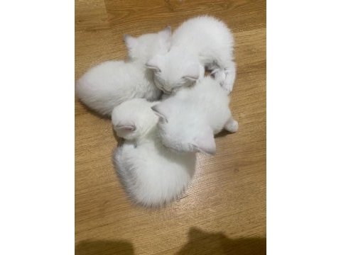 Kar beyaz maviş british shorthair yavrular