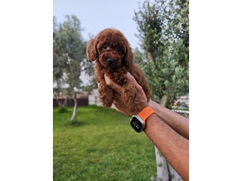 Poodle bizim işimiz