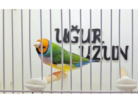 Gouldian finch (gökkuşağı ispinozu) mevcuttur)