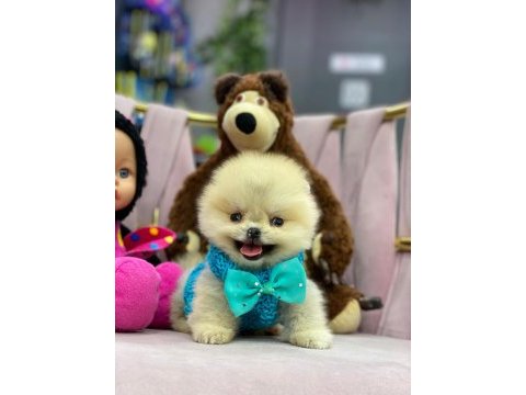 A kalite fci belgeli a kalite teacup pomeranian yavrular