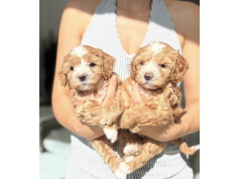 Korean maltipoo köpeğimiz