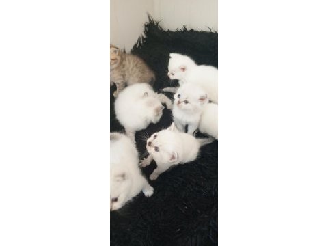 Safkan ırk garantili british longhair yavrular