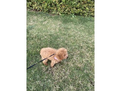 Toy poodle 5 aylık