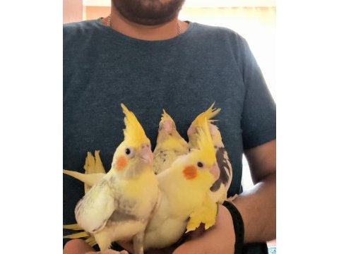 Bebek alışkın sultan papağanları