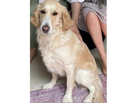 Ücretsiz sahiplendirme - golden bella