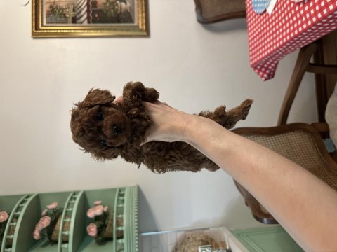 Teacup poodle yavrumuz