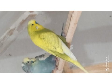 Muhabbet kuşlar
