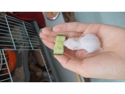 Suriye hamster yavrusu