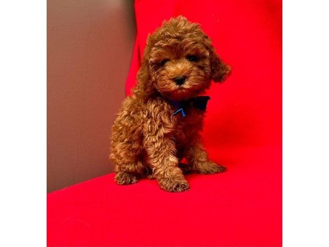 Safkan toy poodle bebekler