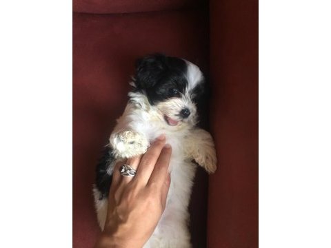 Panda morkie ler yeni ailelerini bekliyor