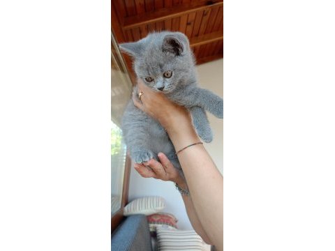 Safkan british shorthair yavru