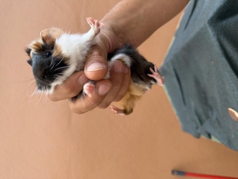 Sağlıklı guinea pig yavrular