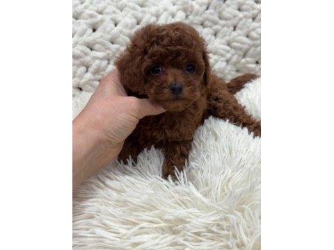Toypoodle yavrularımız 