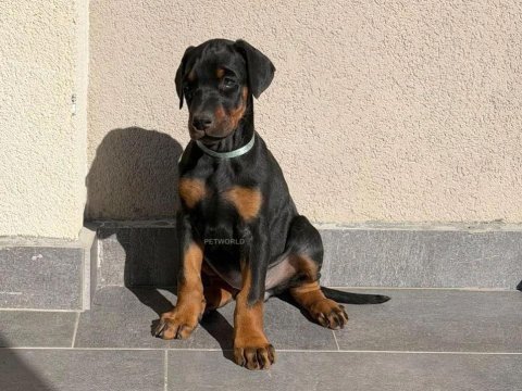 Kaliteli insanın kaliteli doberman köpeği olur