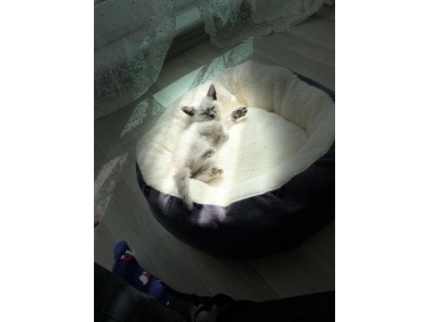British shorthair blue point