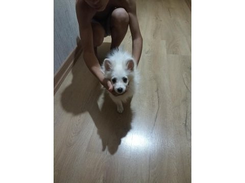 Sahibinden spitz 3 aylık