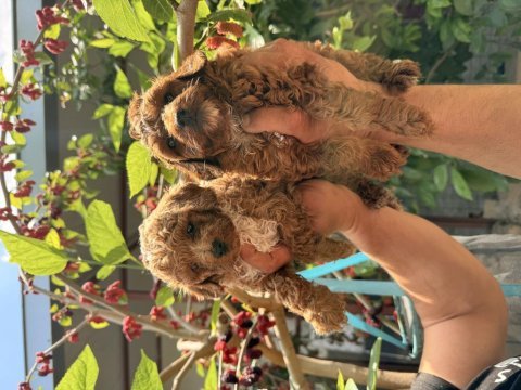 Maltipoo üst kalite yavrular