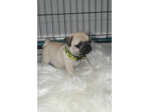Pug mops yavrularımız a kalite