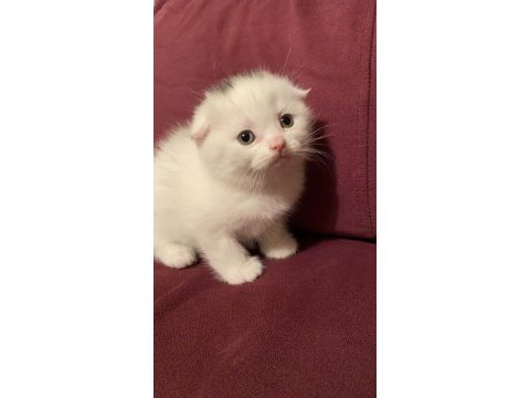 Anne altından scottish fold