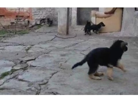 Alman kurdu yavrularımız teslime hazırlar