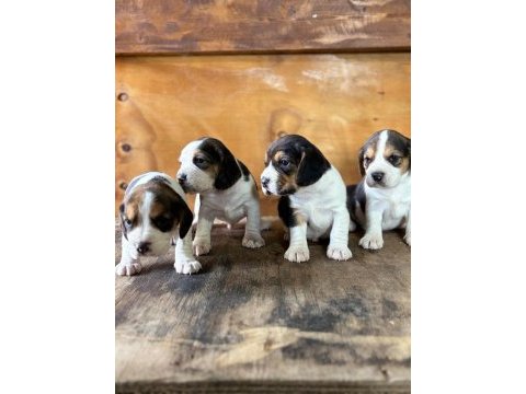 Safkan beagle yavrular