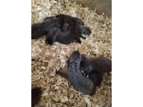 Cane corso yavruları