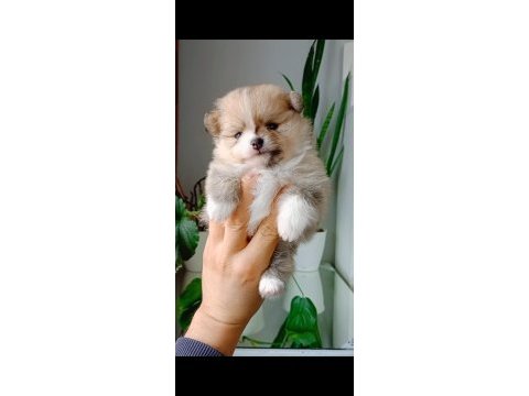Pomeranian boo köpeğimiz
