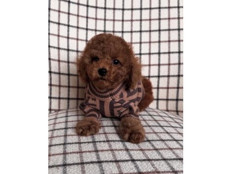 Mükemmel yapılı toy poodle yavruları