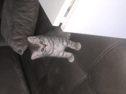British shorthair