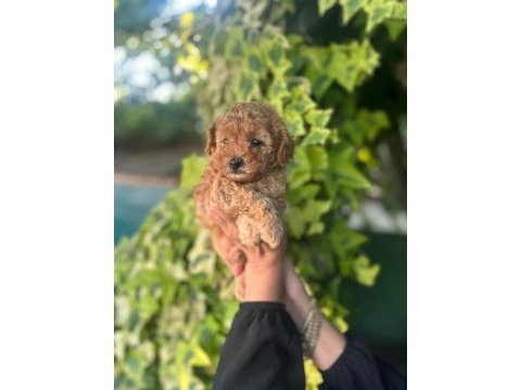 Maltipoo yavrular