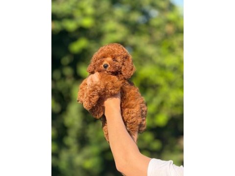 Orjinal teacup kore poodle bebekler 
