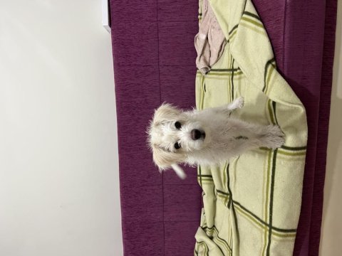 Bütün aşıları mevcut köpeğimiz