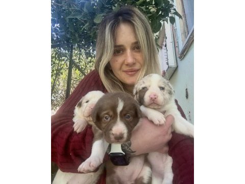Her renk border collie yavrular