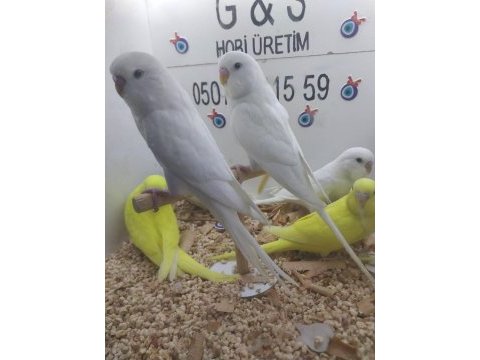 Yavru muhabbet kuşlar