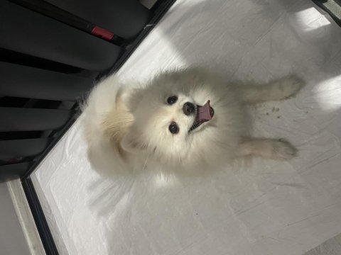 Ful eğitimli güzel pomeranian kızımız yeni yuvasını arıyor