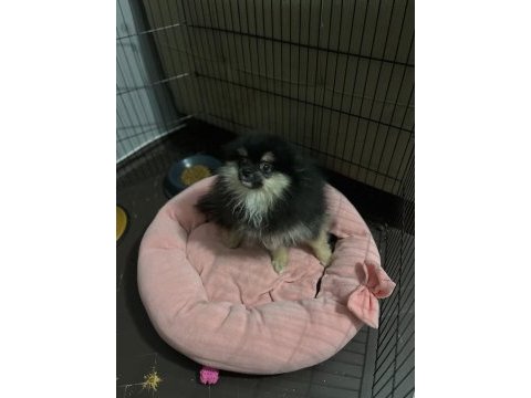 Pomeranian