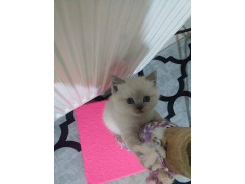 Scottish fold ve scottish straight erkek ile dişi