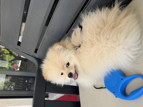 3 aylık pomeranian