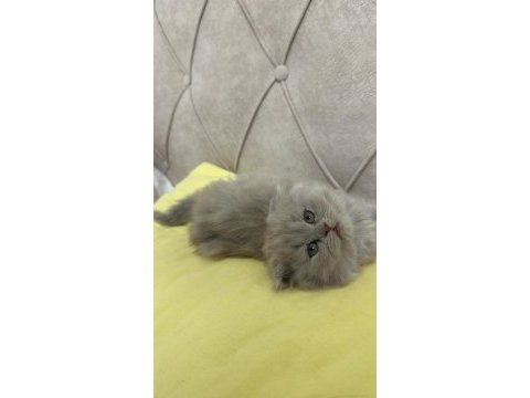 Lılac dişi kedimiz adana