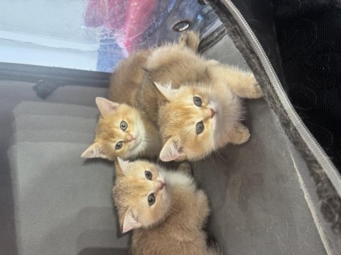 Sarı renkte ny12 british shorthair bebekler