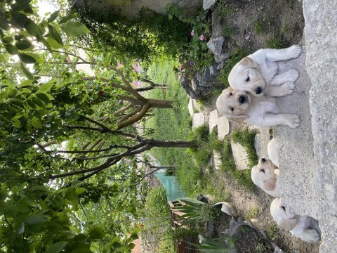 Garantili golden retriever yavrular