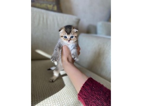 Kaliteli ırk sağlıklı yavrular british shorthair