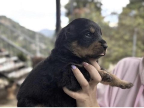 Rottweiler saf ırktır
