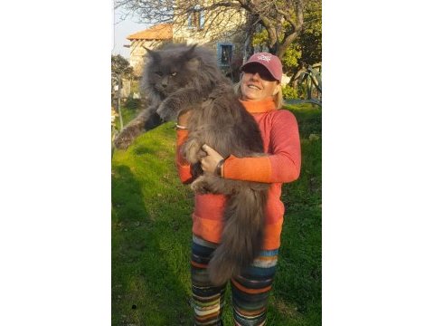 Türkiyenin ilk maine coon üreticisinden eşsiz devler