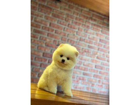 Yavru pomeranian boo köpeklerimiz