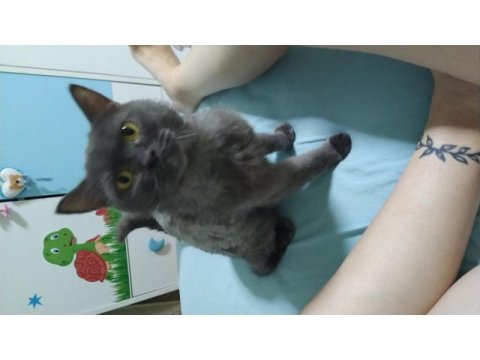 Orjinal safkan biritish shorthair