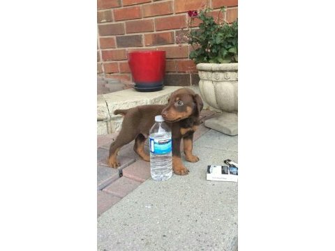 Sanat eseri biblo gibi köpeğimiz