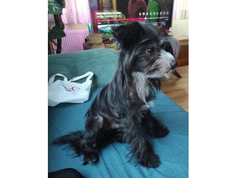 Tüysüz çin köpeği chinese crested erkek