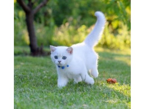 British shorthair dişi
