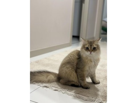 Golden british longhair